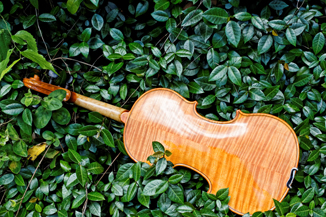 Elisha Violin